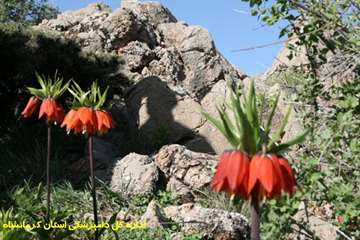 کوهپیمایی کارکنان دامپزشکی کرمانشاه بمناسبت روز جهانی دامپزشکی و هفته سلامت