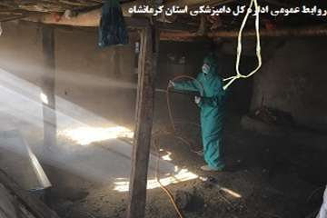 سم پاشی رایگان دامها  توسط اداره کل دامپزشکی در روستاها 