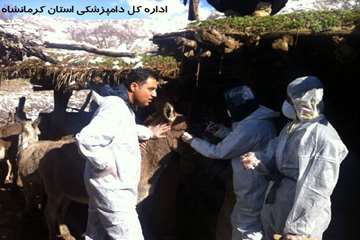 انجام تست مشمشه توسط شبکه دامپزشکی شهرستان ثلاث باباجانی
