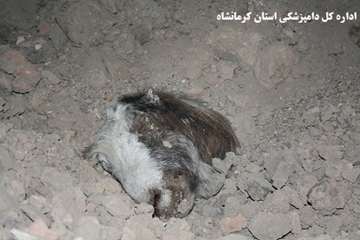 نظارت بر دفن بهداشتی لاشه های تلف شده در مناطق زلزله زده توسط اداره کل دامپزشکی استان کرمانشاه 