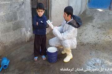 بررسی و واکسیناسیون  دام در شهرستان ثلاث باباجانی