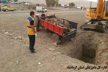 نظارت بر دفن بهداشتی لاشه های تلف شده در مناطق زلزله زده توسط اداره کل دامپزشکی استان کرمانشاه 