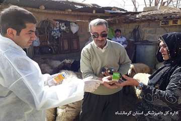 ارائه خدمات رایگان دامپزشکی شهرستان ثلاث باباجانی در روستای محروم زلزله زده