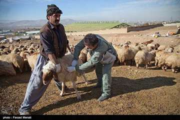 واکسیناسیون دام عشایر در استان کرمانشاه