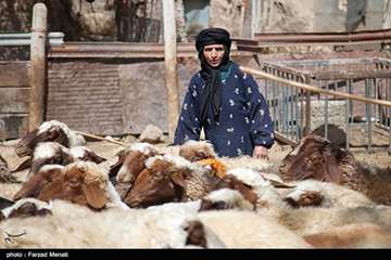 واکسیناسیون دام سبک در استان کرمانشاه