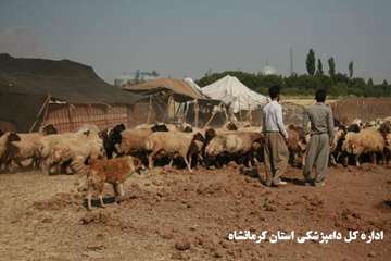 برگزاری تور تخصصی جشنواره بیطار دراستان کرمانشاه 