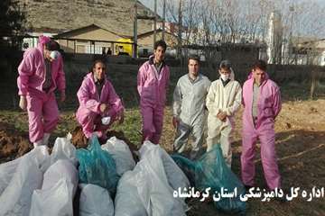 جمع آوری و دفن بهداشتی تلفات کبوتران وحشی اسلام آبادغرب توسط پرسنل شبکه دامپزشکی شهرستان اسلام آباد 
