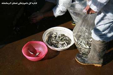 معدوم سازی بچه ماهی مبتلا به vhs