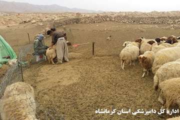 واکسیناسیون رایگان دام های عشایر علیه بیماری تب برفکی توسط شبکه دامپزشکی شهرستان گیلانغرب