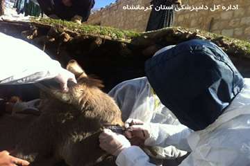 انجام تست مشمشه توسط شبکه دامپزشکی شهرستان ثلاث باباجانی