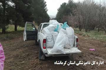 جمع آوری و دفن بهداشتی تلفات کبوتران وحشی اسلام آبادغرب توسط پرسنل شبکه دامپزشکی شهرستان اسلام آباد 