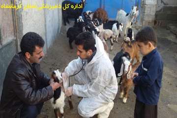 بررسی و واکسیناسیون  دام در شهرستان ثلاث باباجانی