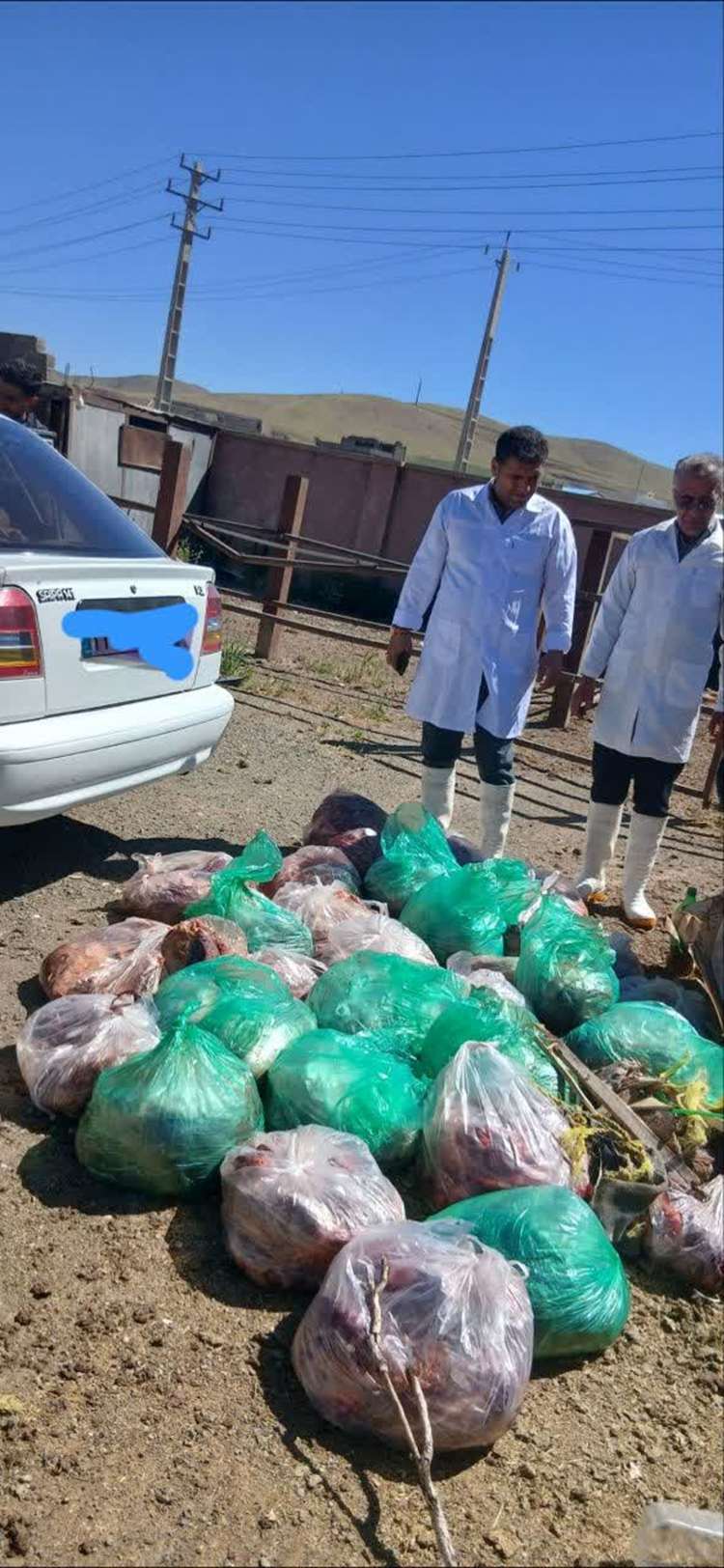 کشف و معدوم‌سازی محموله گوشت غیرحلال در سنقر و کلیایی / پرونده متخلفان به مراجع قضایی ارجاع شد