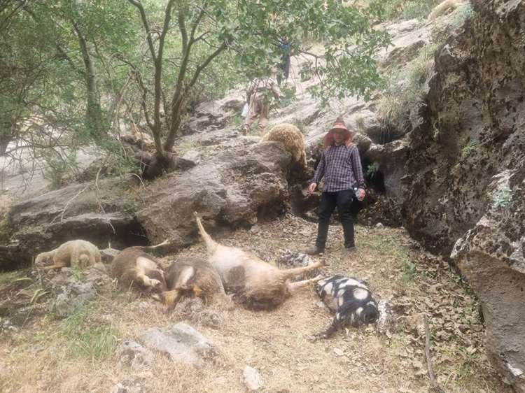  «تلف شدن تعدادی دام در گیلانغرب بر اثر حمله خرس/ لاشه‌ها به‌صورت بهداشتی دفن شدند»