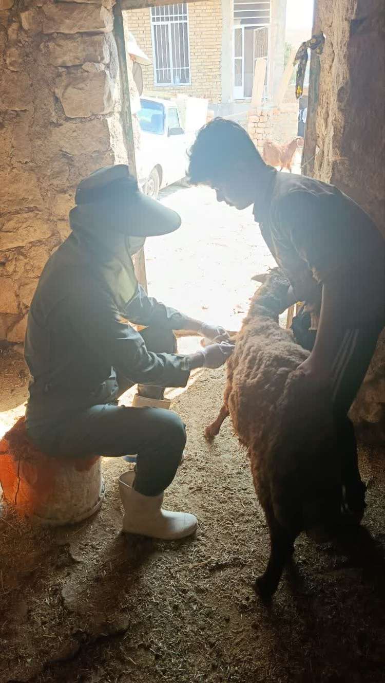 واکسیناسیون بیش از ۳ میلیون دام سبک و ۱۵۰ هزار دام سنگین کرمانشاه در حال اجراست