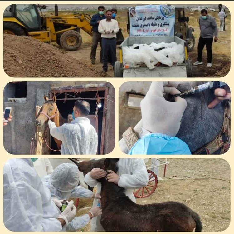 برگزاری مانور پیشگیری و مبارزه با بیماری مشمشه در شهرستان کرمانشاه