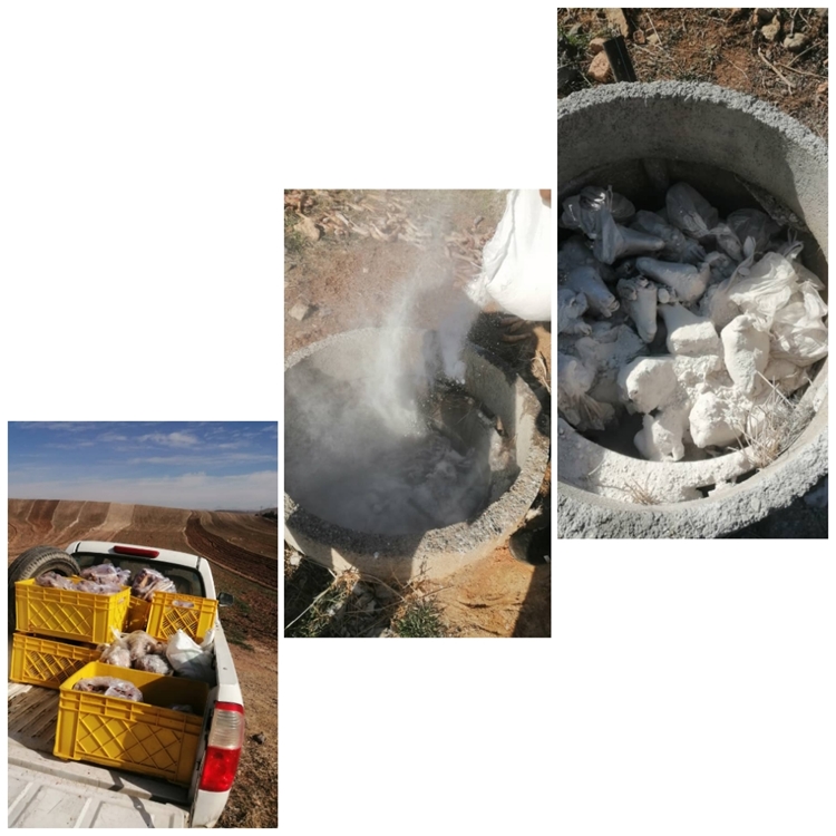 کشف و معدوم سازی۱۱۳دست کله پاچه غیر بهداشتی در شهرستان کنگاور