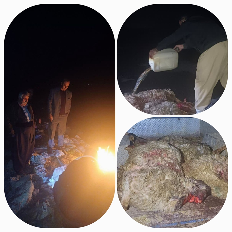 کشف و ضبط ۴ لاشه گوسفند تلف شده در شهرستان روانسر
