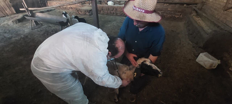 برگزاری اردوی جهادی دامپزشکی در شهرستان پاوه