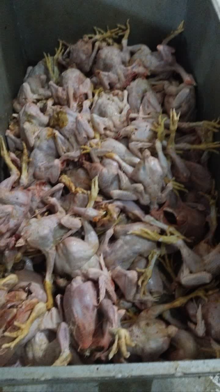 تشدید نظارت ها منجر به ضبط مقادیر زیادی گوشت مرغ و تخم مرغ در شهرستان سنقر وکلیایی شد. 