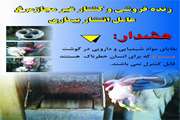معضل کشتار غیر مجاز طیور